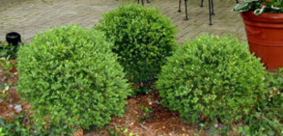 Fényeslevelű puszpáng (<i>Buxus sempervirens</i> 'Green Velvet')