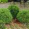 Fényeslevelű puszpáng (<i>Buxus sempervirens</i> 'Green Velvet')
