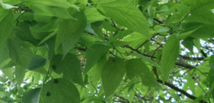 Nyugati ostorfa (<i>Celtis occidentalis</i>)