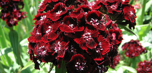 Szakállas szegfű (<i>Dianthus barbatus</i>)