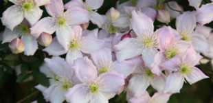 Hegyi iszalag (<i>Clematis montana</i> 'Rubens')