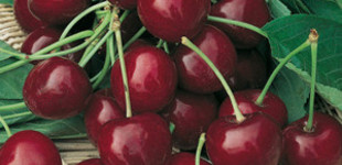 Cseresznye (<i>Cerasus avium</i> 'Bigarreau Burlat')