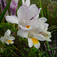 Frézia (<i>Freesia sp.</i>)