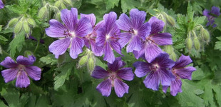 Nagyvirágú gólyaorr (<i>Geranium grandiflorum</i>)