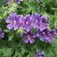 Nagyvirágú gólyaorr (<i>Geranium grandiflorum</i>)