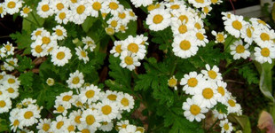 Őszi margitvirág (<i>Chrysanthemum parthenium</i>)