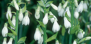 Óriás jácint (<i>Hyacinthus candicans</i>)