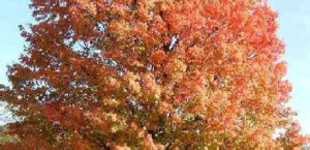 Ezüst juhar (<i>Acer saccharinum</i>)