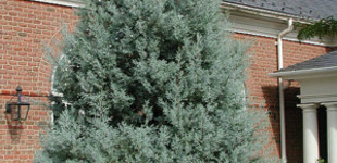 Kék arizóniai ciprus (<i>Cupressus arizonica</i> 'Glauca')