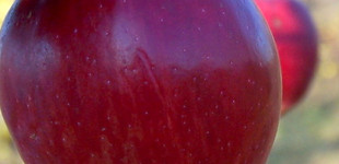 'Skyspur Red Delicious' alma (<i>Malus domestica</i> ''Skyspur Red Delicious'')